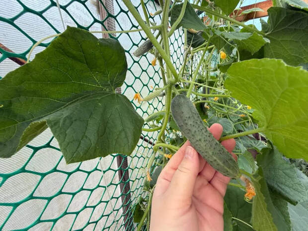 Ведрами собирать будете: подкормите огурцы по этой схеме — и урожай удивит