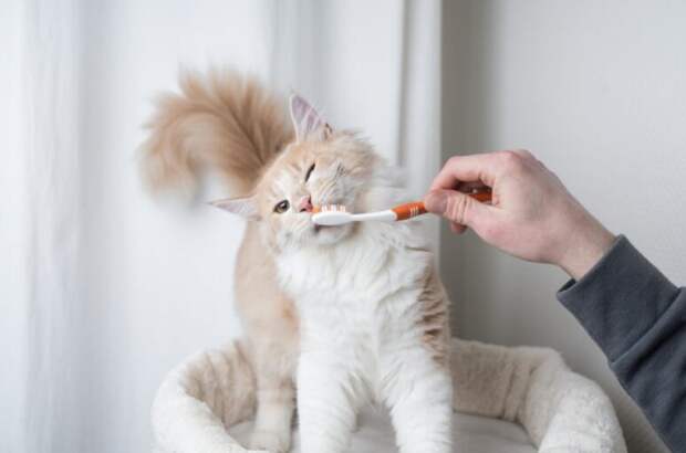 фото: Shutterstock