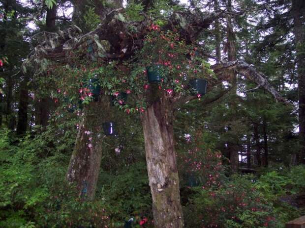 необычные деревья-клумбы в ботаническом саду Glacier Gardens на Аляске ОПРОКИНУТЫЕ ДЕРЕВЬЯ В ЭКЗОТИЧЕСКОМ САДУ
