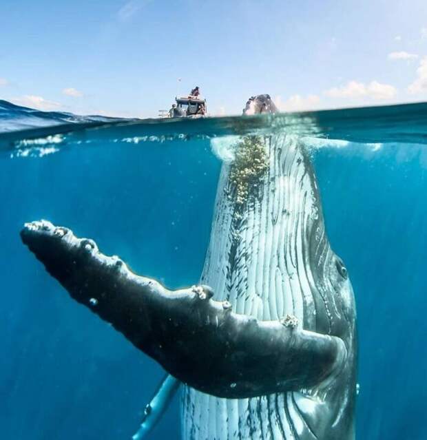 Горбатый кит и лодка - перспектива во всей её красе