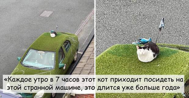 14 кошек, которые не ищут простое место для посиделок, а хотят чего-нибудь необычного