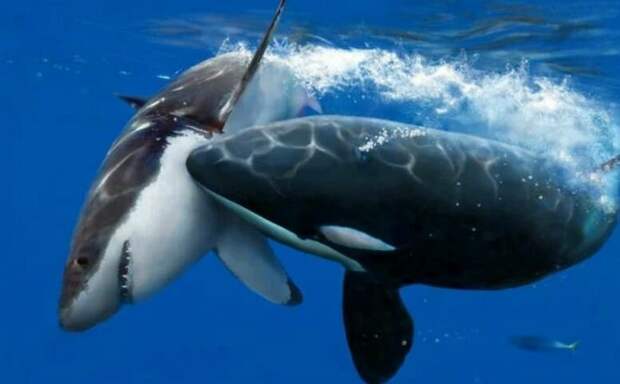 Кого боятся белые акулы? акулы, исследование, касатки, океан, хищники