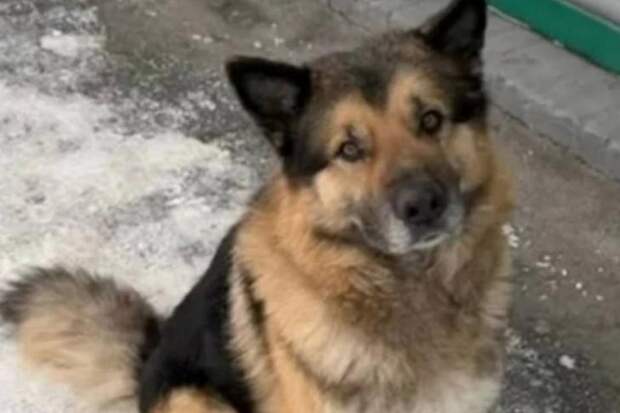 В Новосибирске ищут собаку Спайка, который катается на электричках