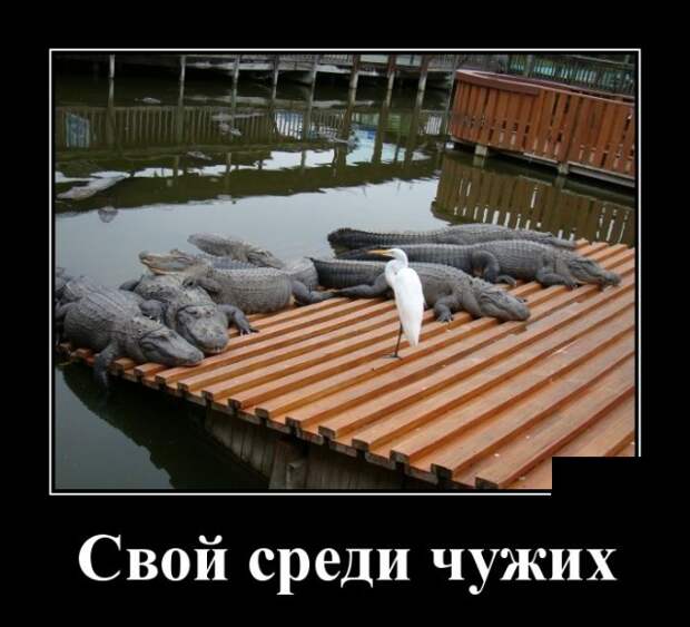 Демотиваторы (30 фото)