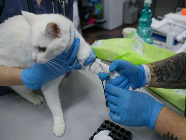 Запрет на два лекарства для животных введён в Тюменской области, ХМАО и ЯНАО