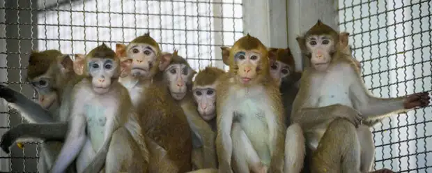 США: Лабораторные обезьяны сбежали после дорожной аварии в Пенсильвании их поймали и почему-то сразу убили