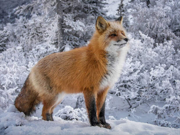У рыжей лисицы кончик хвоста окрашен в белый цвет, а на лапках одеты черные чулочки.