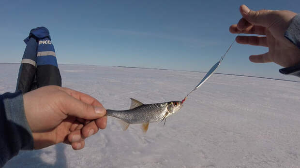 Весенняя рыбалка на льду. рыбалка, карелия, зимняя рыбалка, весенний лед, активный отдых на природе, налим, плотва, длиннопост