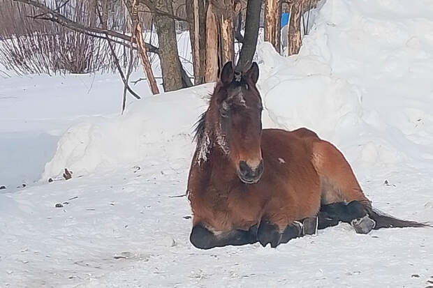 В Рязанской области в Шацком районе появились бродячие лошади – целый табун