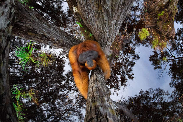 Орангутанг на дереве