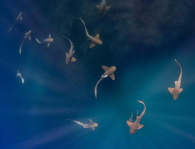 Удивительные подводные фотографии от Скотта Уилсона