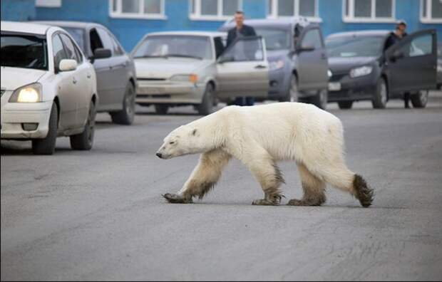 Euronews: Медведи в России не только ходят по улицам, но и живут в домах и выглядывают из окон! (ВИДЕО) | Русская весна