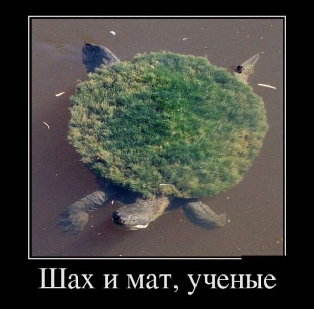 Демотиваторы - 983 Демотиваторы - 983