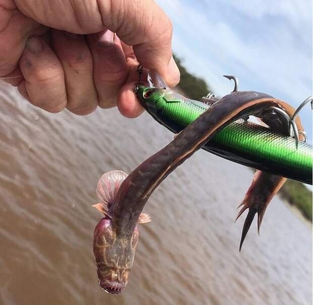 Свежая жуть из Австралии - необычный зубастый улов