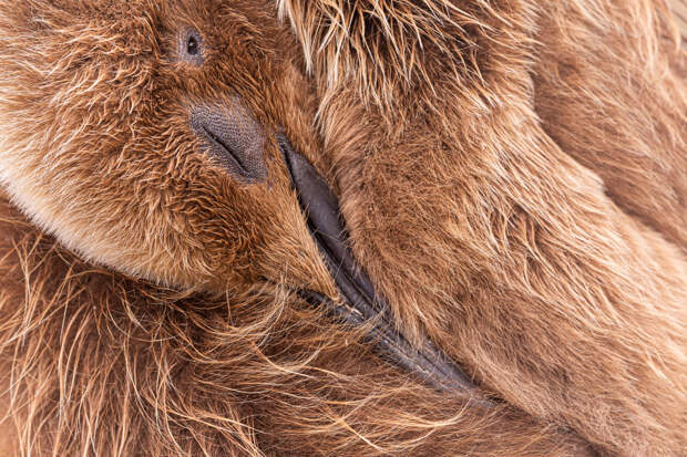 Королевский пингвин (Aptenodytes patagonicus)