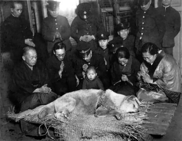 Блог - История и редкие фотографии Хатико, самой знаменитой собаки в мире История и редкие фотографии Хатико, самой знаменитой собаки в мире