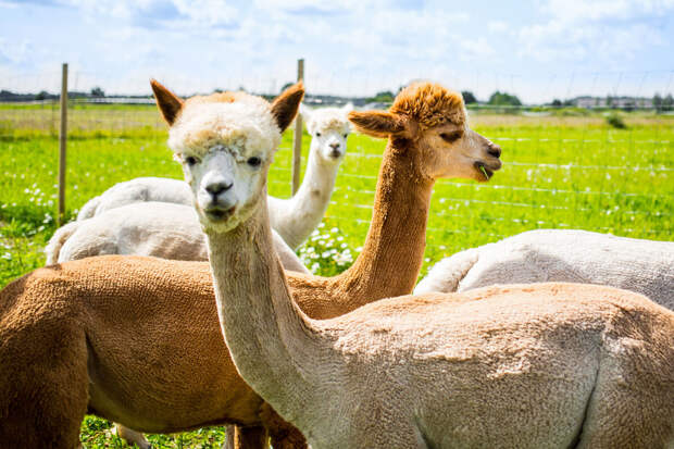 Грустной альпаке в британском зоопарке помогли с помощью зеркал