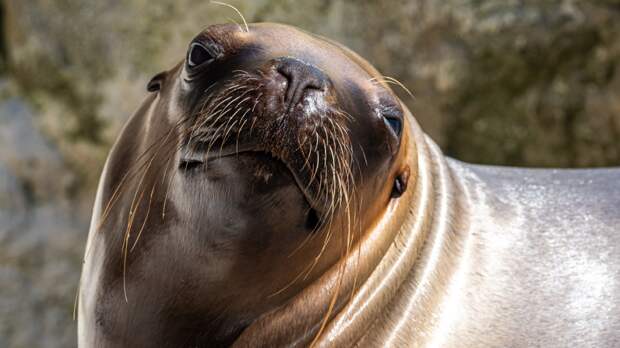 Sea Lion Fleeing A Killer Whale Jumps Onto A Boat And Nearly Sinks It (Video)