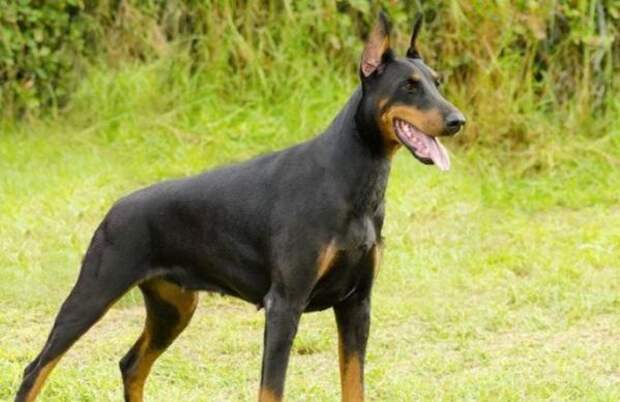 Посреди ночи эта семья услышала ужасные стоны. Выйдя на улицу, они не поверили своим глазам