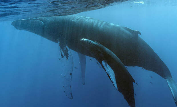 Стая косаток нацелилась на детеныша кита и получила жесткий отпор