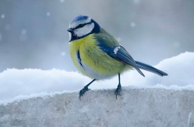 Секрет птиц раскрыт: как они выживают в мороз без пуховиков и сапог