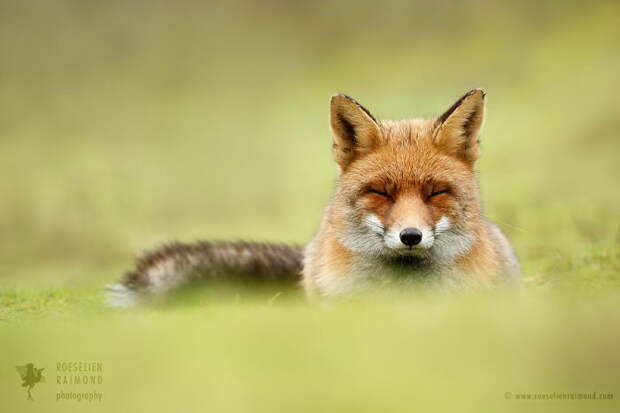 Дикие лисы в фотографиях Roeselien Raimond