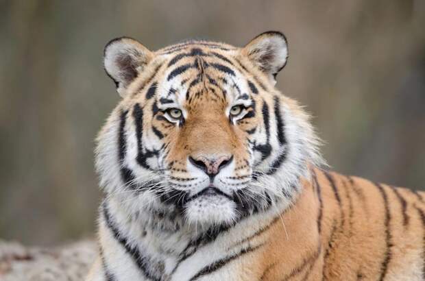 Специалисты опровергли информацию о нападении тигра на собаку в Приморье