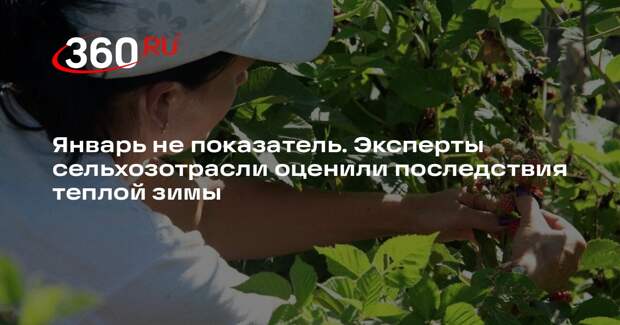 Кандидат сельхознаук Маслов: приход холода после теплого января ударит по озимым