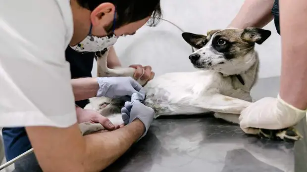 Кинолог Голубев рассказал об ошибках в лечении собак