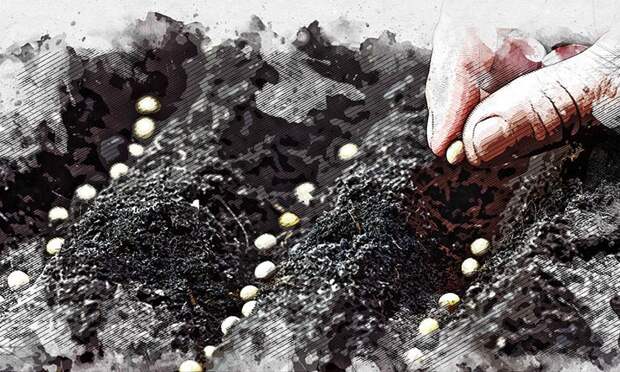 Орловских аграриев пригласили за субсидиями на элитные семена