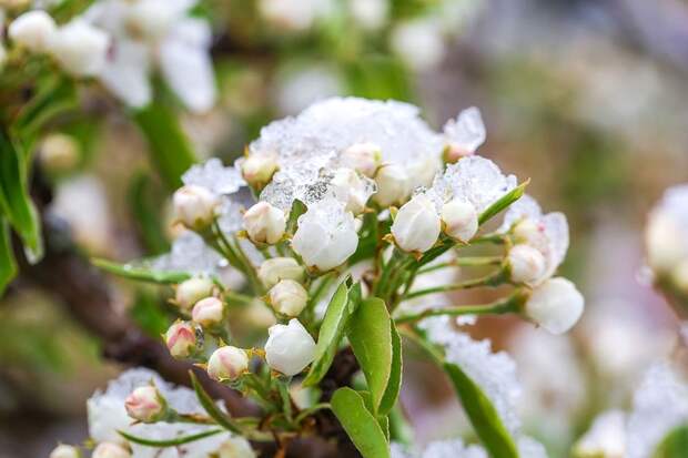 Защита сада и огорода от возвратных заморозков: полное руководство