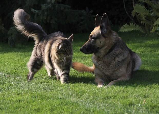 Глухонемые ?