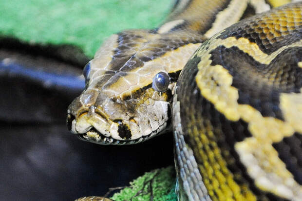 В подмосковном сугробе нашли змею