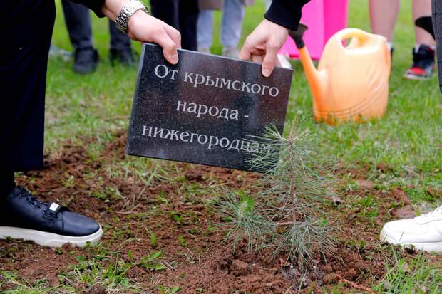 Крымскую сосну высадили в парке Победы в Нижнем Новгороде