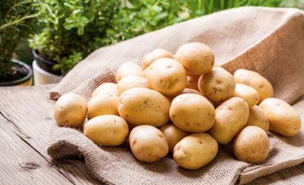 Старый картофель выделяет опасный ядовитый газ — правда или миф?