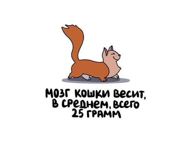 Короткие и интересные факты на все случаи жизни