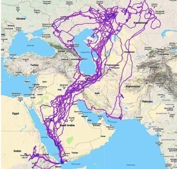 Ученые в течение 20 лет отслеживали перемещения орла с помощью GPS. Вот его полеты Ученые в течение 20 лет отслеживали перемещения орла с помощью GPS. Вот его полеты