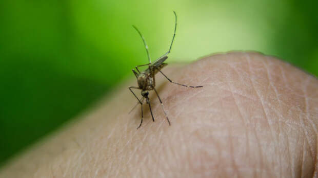 Роспотребнадзор назвал вирусы в российских комарах и клещах не опасными