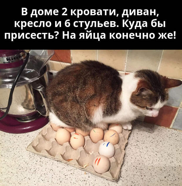 изображение: В доме две кровати, диван, кресло и 6 стульев. Куда бы присесть? На яйца конечно же! #Котоматрицы