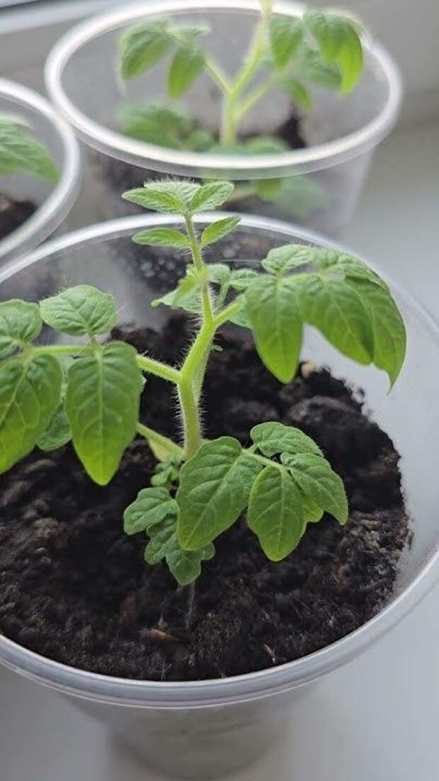 Как остановить вытягивание рассады с помощью фосфорно-калийных подкормок