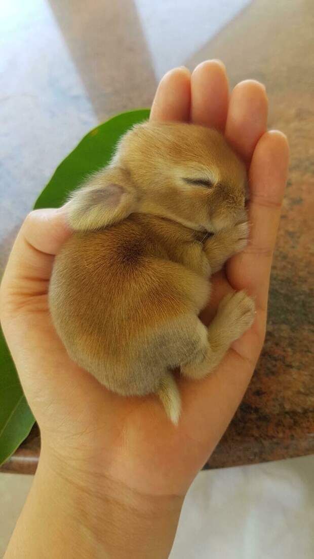 Крошечный милый кролик по сравнению с человеческой ладонью