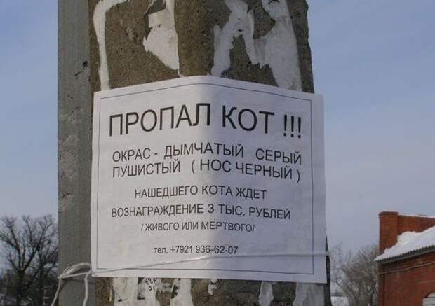Необычайно забавные объявления о поиске пропавших животных
