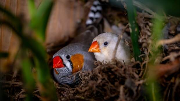 Почему людям нравится пение птиц: секрет в древних инстинктах