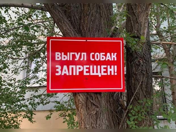 Единая служба по отлову и защите от бездомных собак может появиться в России