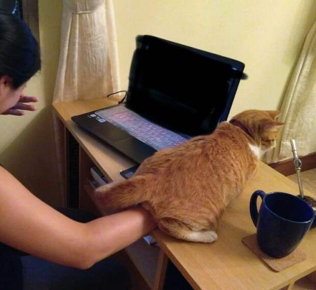 Коты-наглецы, которые устраивают тест на прочность нервов (20 фото)