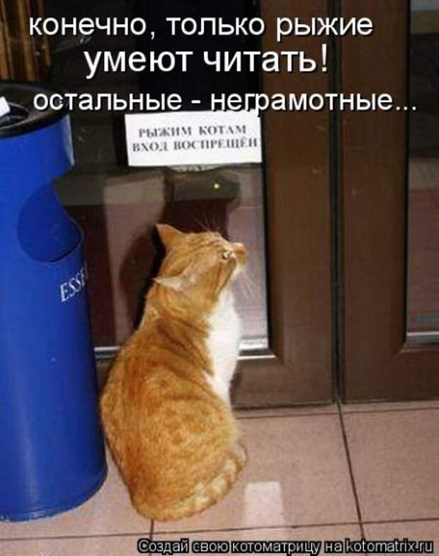 Забавные котоматрицы