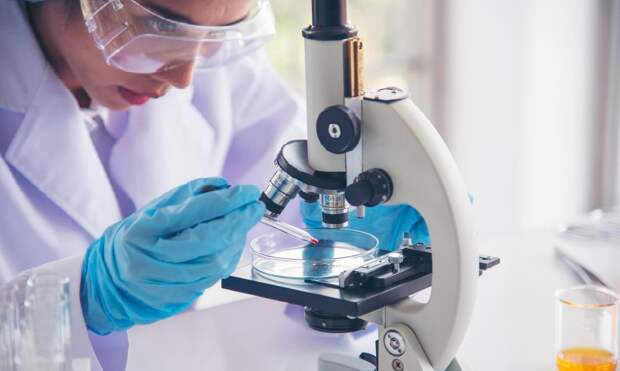 В Гарвардском университете вырастили новую печень для мыши внутри ее организма