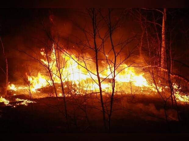 Около ста лесных пожаров ликвидированы в крае