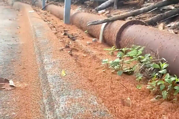 Миллионы крошечных крабов захватили остров