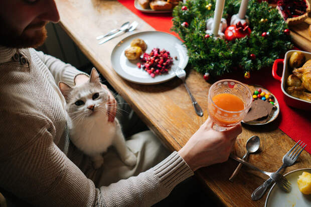 Ветврач Онуфриенко: привычные нам продукты грозят питомцам серьезными заболеваниями